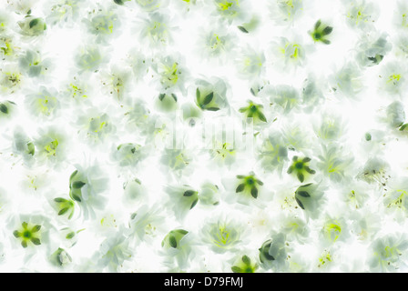 Gypsophila Paniculata 'Blancanieves', solo le teste dei fiori combinati in una piccola area per creare un tappeto di verde fiori bianchi. Foto Stock