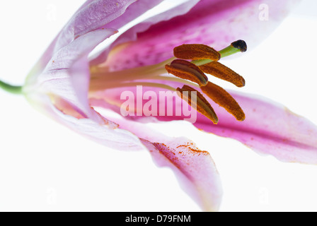 Il Lilium 'Star Gazer' immagine Chiudi con focus su all'interno del fiore profondo a strisce rosa macchiato con estensione lo stigma antere Foto Stock