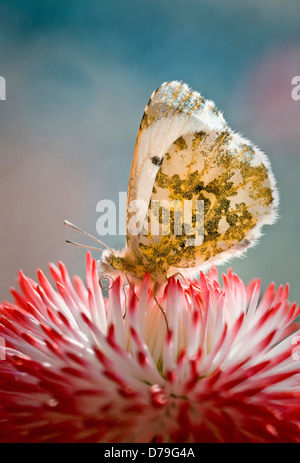 Bellis perennis Tasso serie Close up con punta arancione farfalla Anthocharis cardamines tenendo il nettare dal fiore con rosso Foto Stock