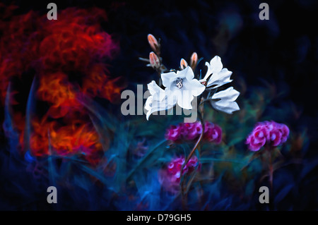 Bianco cultivar Campanula in piedi fuori dal contesto di altri fiori foglie con colori manipolato per creare impatto Foto Stock