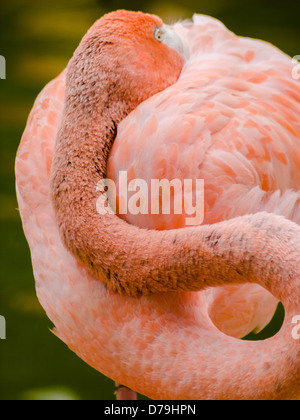 Foto di stock di un appoggio di flamingo in formato verticale. Foto Stock