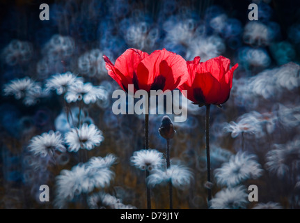 Papaver cultivar. Aprire il papavero tra le teste dei fiori di altre piante, manipolato digitalmente per contrasto colore e messa a fuoco Foto Stock