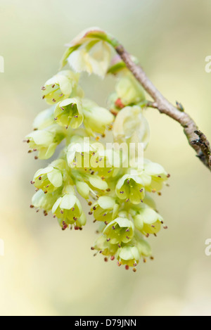 Ciondoli di giallo pallido a forma di campana fiori di fragrante inverno hazel, Corylopsis glabrescens, pendente dal gambo legnosa. Foto Stock