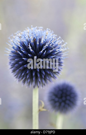 Sfera blu viola le teste dei fiori di Echinops ritro 'Veitch Blue', Globe di cardi su alti steli verticali. Foto Stock