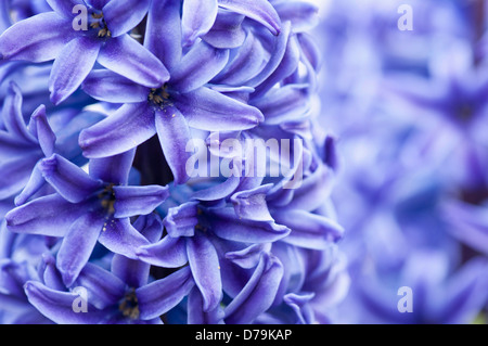 Inghilterra, Dorset, Swanage, Chiudi vista ritagliata della fitta spike di viola-blu giacinto, Hyacinthus, fiori. Foto Stock