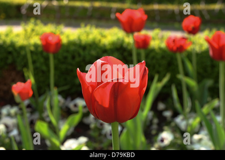 Tulipani rossi Foto Stock