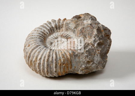 Ammoniti "ˈaemənaɪts' sono un gruppo estinto di animali invertebrati marini nella sottoclasse Ammonoidea della classe cefalopodi. Foto Stock