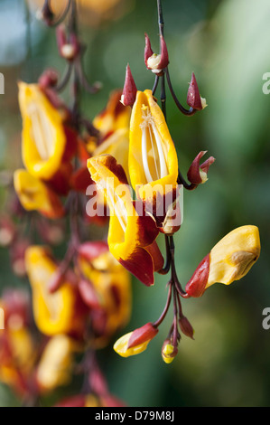 Fiore pendenti spike di Mysore vitigno orologio, Thunbergia mysorensis, con giallo fiori tubolari con recurved, rosso - marrone lobi. Foto Stock