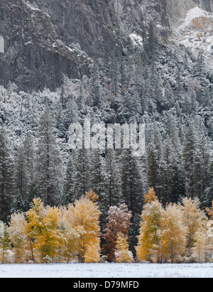Parco Nazionale di Yosemite in California gli alberi di El Capitan Prato mostra tardo autunno colori e una spolverata di neve, Yosemite Valley Foto Stock