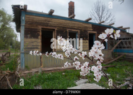 Regione di Bragin si trova in una esclusiva zona climatica in Bielorussia. Negli ultimi tempi la vita in questa regione era ricco. Matasse Soboly era una parte del grande e ricca kolkhoz (azienda agricola collettiva) "Mettere k kommunizmu' ('il modo in al comunismo ") e ha il grande scolastici, produce, sala da pranzo, nad altre infrastrutture. Ora questo è un obsoleto città morta accanto al restricter zona di Fallout. Solo un piccolo numero di persone anziane e alcune famiglie vivono lì. Foto: abbandonati, parzialmente demolito casa. Foto Stock