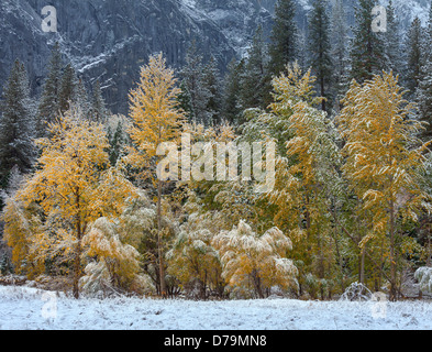 Parco Nazionale di Yosemite in California gli alberi di El Capitan Prato mostra tardo autunno colori e una spolverata di neve, Yosemite Valley Foto Stock