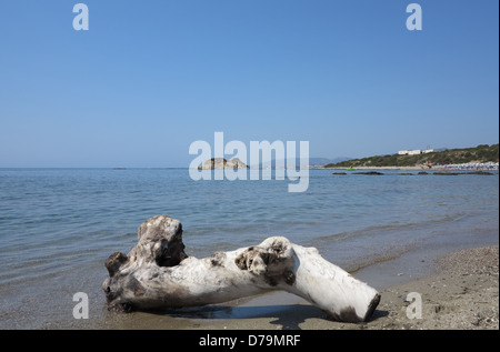 Driftwood sulla spiaggia accanto al mare Foto Stock