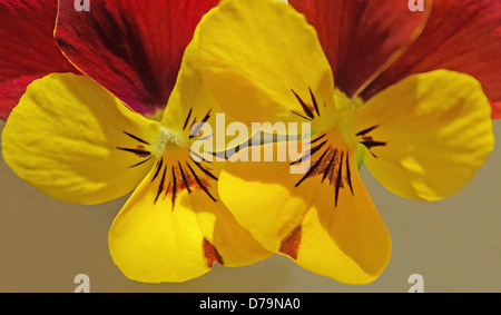 Due fiori di viola cultivar, bi-colorato di giallo e rosso pansy. Foto Stock