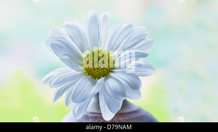 Fiore di crisantemo cultivar con petali di colore bianco che circonda il centro giallo visualizzato nel vaso contro la finestra. Foto Stock