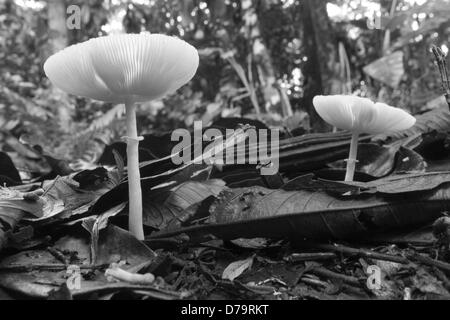 Basso angolo di vista toadstools sul suolo della foresta pluviale, Ecuador Foto Stock