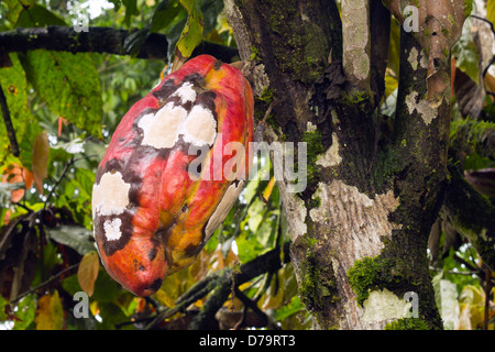 Pod di cacao infettati con il pupazzo di neve Pod malattia causata dal fungo basidiomicete Moniliophthora roreri, Ecuador Foto Stock