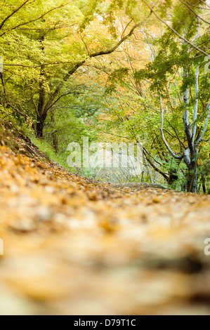 Autunno alberi fotografati dal livello del suolo Foto Stock