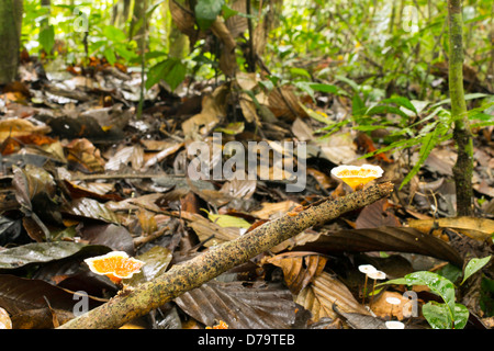 Fungo Aquascypha hydrophora crescente sul suolo della foresta pluviale, Ecuador. Foto Stock