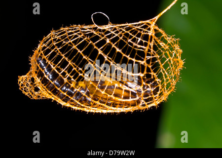 Falso Burnett Moth pupa (Urodus sp Urodidae), in una gabbia tessuto per proteggerlo dai predatori, Ecuador Foto Stock