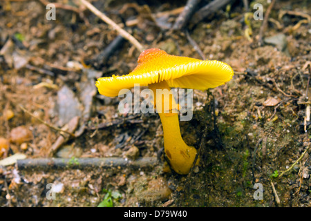 Plantpot Dapperling Leucocoprinus birnbaumii, crescendo nell'Amazzonia ecuadoriana. Questa specie spesso cresce in vasi per piante. Foto Stock