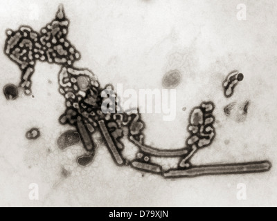 L'influenza russa-A H1N1 i virioni Foto Stock