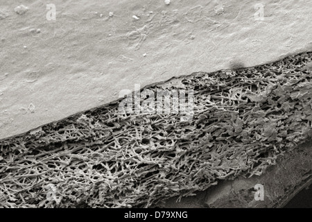 Dettagli microscopici guscio d'uovo Foto Stock