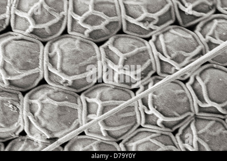 Dettagli microscopici zanzare Ommatidia Foto Stock