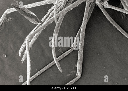 Dettagli microscopici zanzare proboscide Foto Stock