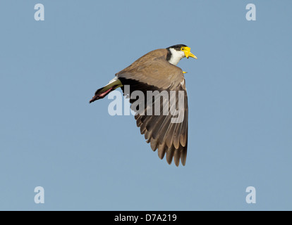 Masked Pavoncella in volo - Vanellus miglia Foto Stock