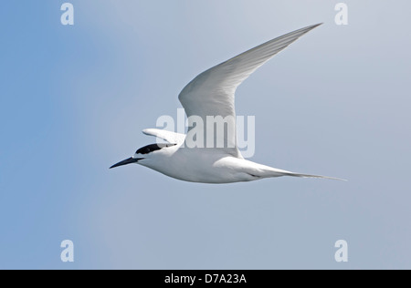 Bianco-fronteggiata Tern - Sterna striata Foto Stock