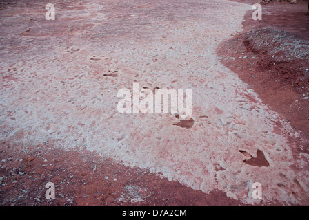 Stati Uniti d'America Arizona dinosauro conservato nel primo letto di ruscello in Northern Arizona Foto Stock