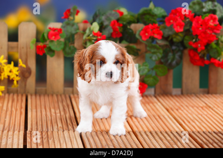 Cavalier King Charles Spaniel, cucciolo, blenheim, 8 settimane |Cavalier King Charles Spaniel, Welpe, Blenheim, 8 Wochen Foto Stock