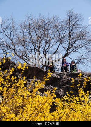 Tre amici seduti a rilassarvi su uno sperone roccioso sopra fiori di giallo di un albero nel Central Park di New York. Foto Stock