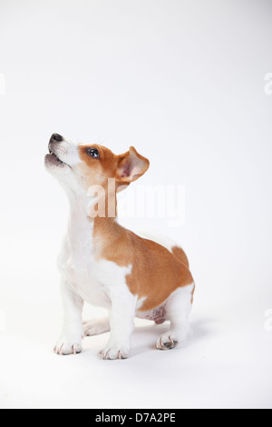 Jack Russell Terrier, cucciolo, 9 settimane |Jack-Russell-Terrier, Welpe, 9 Wochen, Huendin Foto Stock