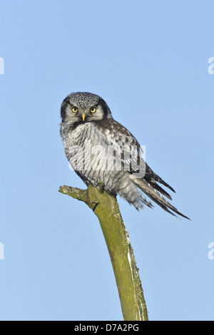 Hawk Owl - surnia ulula Foto Stock