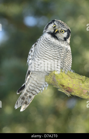 Hawk Owl - surnia ulula Foto Stock