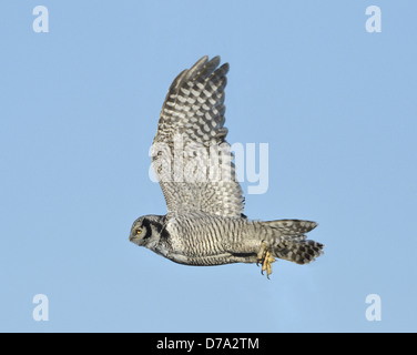 Hawk Owl - surnia ulula Foto Stock