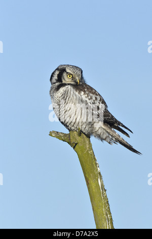 Hawk Owl - surnia ulula Foto Stock