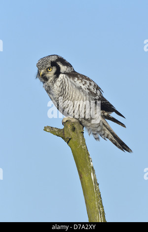 Hawk Owl - surnia ulula Foto Stock