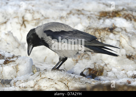 Cornacchia Mantellata Corvus cornix Foto Stock