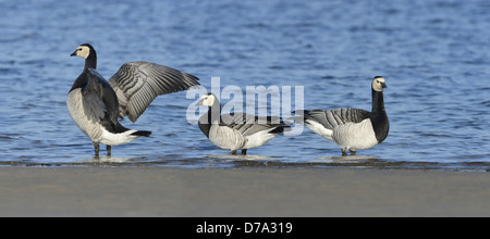 Barnacle Goose Branta leucopsis Foto Stock