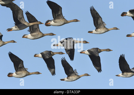 Bean Goose, Taiga - GARA - Anser fabalis fabalis Foto Stock