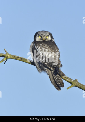 Hawk Owl - surnia ulula Foto Stock