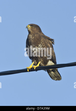 La poiana Buteo buteo Foto Stock