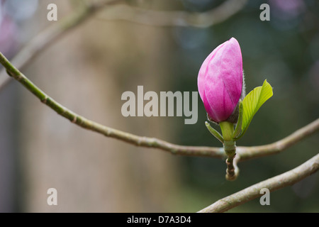 Magnolia Sprengeri fiore Foto Stock