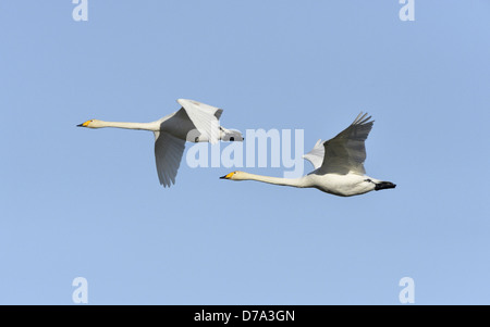 Whooper Swan Cygnus cygnus Foto Stock