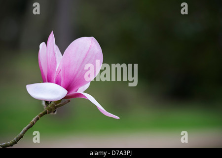 Magnolia Sprengeri fiore Foto Stock