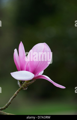 Magnolia Sprengeri fiore Foto Stock