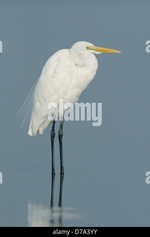 Airone bianco maggiore - Ardea alba Foto Stock