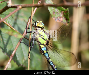 Dettagliata immagine macro di un maschio di Southern Hawker-libellula (Aeshna cyanea, a.k.a. Blue Hawker) Foto Stock